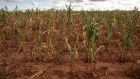 A field of failed corn crops due to drought at a farm in Glendale, Zimbabwe, on Monday, March 11, 2024. A swathe of southern Africa about the size of France suffered the driest February in decades, killing crops and precipitating a power shortage that threatens to hit copper mines in a key producing region. Photographer: Cynthia R Matonhodze/Bloomberg
