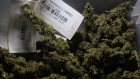 A container of the Marigold Hybrid strain cannabis flowers is seen at a facility in Kingston, Jamaica, on Thursday, Dec. 13, 2018. Canadian cannabis producer Aphria Inc. says that a Jamaica marijuana farm is now part of its growing portfolio of international assets, though U.S. short sellers say the company overpaid for "worthless" operations. Photographer: Ezra Fieser/Bloomberg