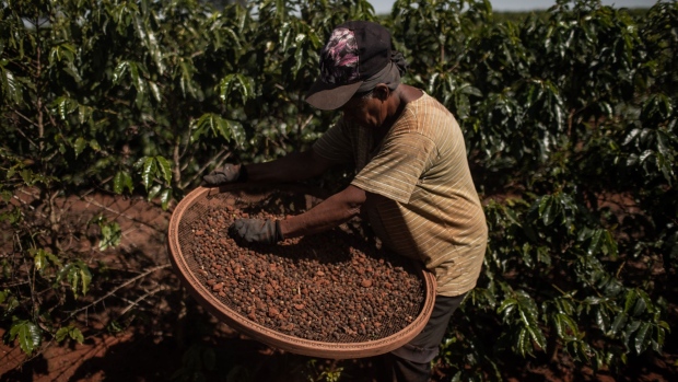 A worker harvests coffee on a farm in Alfenas, Minas Gerais state, Brazil, on Tuesday, May 28, 2019. As coffee prices globally trade near the lowest in 13 years, Brazil's coffee boom is posing huge challenges for coffee farmers in various corners of the world.
