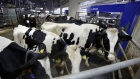 Cows wait for their turn to be milked at a dairy farm operated by Kalm Kakuyama in Hokkaido. Photographer: Tomohiro Ohsumi