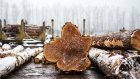 The end of a cut log is seen at a Western Canadian Timber Products Ltd. site near Harrison Mills, British Columbia, Canada, on Tuesday, Feb. 4, 2020. Wild weather helped make niche commodities, including lumber, big winners in 2019 and the commodity's rally is expected to continue in 2020. Photographer: James MacDonald/Bloomberg