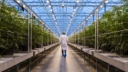  Inside The Hexo Corp. Cannabis Facility As Marijuana Is Legalized In Canada