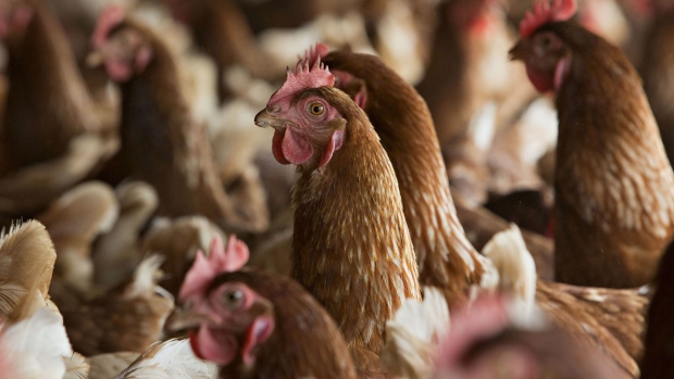Lohmann Brown chickens stand in a barn at Meadow Haven Farm, a certified organic family run farm, in Sheffield, Illinois, U.S., on Tuesday, Aug. 4, 2015.