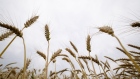 Wheat grows in a field in Kumagaya, Saitama Prefecture, Japan, on Thursday, June 16, 2022. Supplies of wheat remain tight and global stockpiles are set to shrink for a third straight season. Uncertainty over worldwide grain reserves persists as Russia’s war with Ukraine nears the four-month mark.