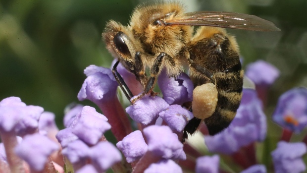 An Apis mellifera honey bee.  Photographer: Sean Gallup/Getty Images 