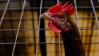 A chicken in a cage at a wet market in Sekinchan, Selangor, Malaysia, on Wednesday, May 25, 2022. Malaysia will halt exports of 3.6 million chickens a month from June 1, and investigate allegations of cartel pricing, Prime Minister Ismail Sabri Yaakob said Monday. The move is likely to hit Singapore, which sources a third of its supply from Malaysia, as well as in Thailand, Brunei, Japan and Hong Kong.