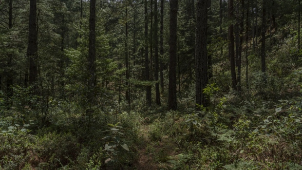 Pine trees in a forest in the village of Coatitila, Veracruz state, Mexico, on Wednesday, May 11, 2022. BP Plc has found a climate bargain in some of Mexico's poorest areas, paying a fraction of market rate for carbon offsets to rural villagers working to protect their forests.