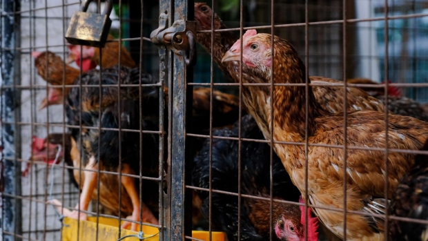 Chickens in a cage at a wet market in Sekinchan, Selangor, Malaysia, on Wednesday, May 25, 2022. Malaysia will halt exports of 3.6 million chickens a month from June 1, and investigate allegations of cartel pricing, Prime Minister Ismail Sabri Yaakob said Monday. The move is likely to hit Singapore, which sources a third of its supply from Malaysia, as well as in Thailand, Brunei, Japan and Hong Kong. Photographer: Samsul Said/Bloomberg