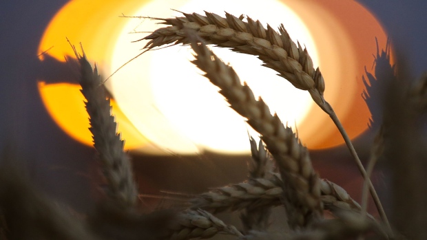 Evening sunlight illuminates wheat kernels during the summer wheat harvest on a farm operated by ASB Management Co., in Novoalexandrovsk, Russia, on Sunday, July 16, 2017. Russian wheat prices reached their highest in almost two years last week after global futures jumped.