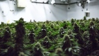 Cannabis plants growing in Ontario