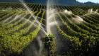 Sprinklers water grapes vines 