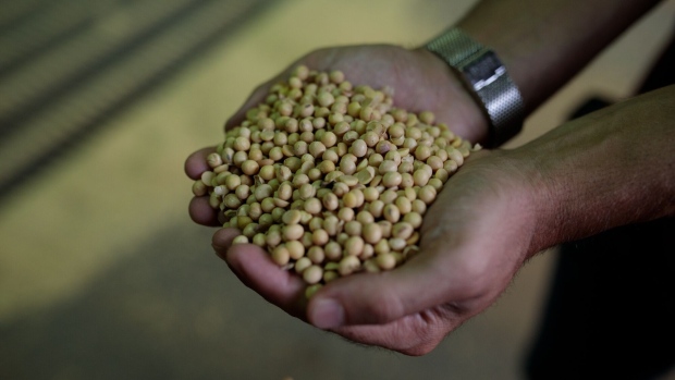 A worker holds soybeans at the T-Gro Cargo terminal at the Port of Santos in Santos, Brazil, on Wednesday, March 3, 2021. The queue of vessels waiting at ports in Brazil, the worlds top sugar and soybean producer, is so gigantic that bottlenecks will likely still be there in May, when sugar normally starts being put through some of the very same terminals.