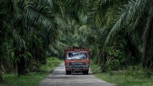A truck carrying oil palm fruit travels along a road at a plantation in Kapar, Selangor, Malaysia, on Tuesday, Jan 11, 2022. Palm oil swung between gains and losses as investors weighed weaker demand for the tropical oil against tighter supplies amid weather and labor problems in No. 2 grower Malaysia. Photographer: Samsul Said/Bloomberg