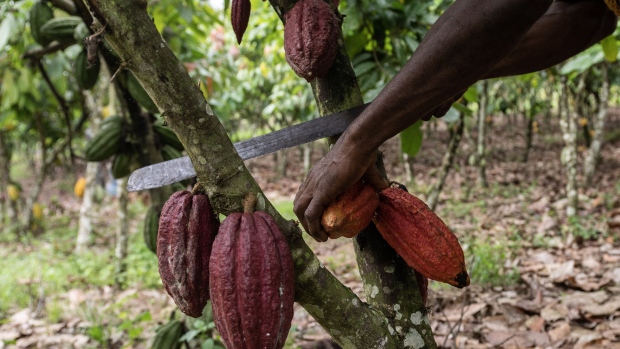 A farmer cuts down cocoa pods from a tree. Cocoa futures traded in New York have risen to a 46-year high as heavy rains and crop diseases hurt West African output.