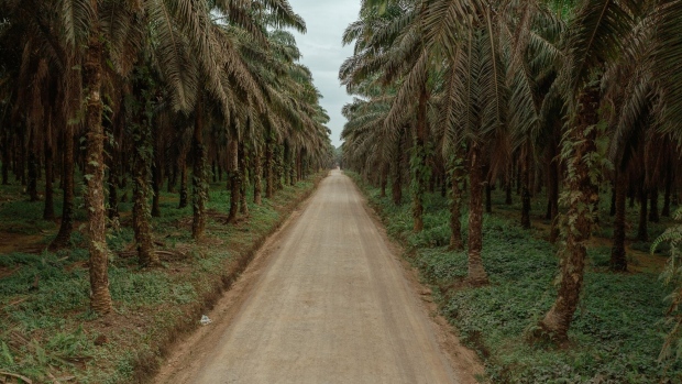 <p>The palm oil tree plantation in Kalimantan, Indonesia.</p>