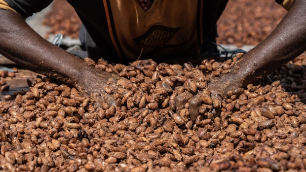 A farmer arranges fermented cocoa beans onto a sheet to dry out in the sun on a farm in Azaguie, Ivory Coast, on Friday, Nov. 18, 2022. As favorable weather in Ivory Coast boosts the quality of the country’s cocoa bean harvest, poor road access means some farmers in the world’s top supplier of the chocolate-making ingredient are getting paid below the farm-gate rate for their crop. Photographer: Andrew Caballero-Reynolds/Bloomberg