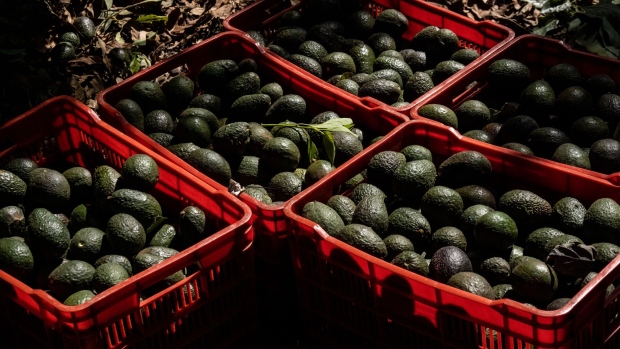 <p>The suspension is the second by the US on Mexican avocados in the past 2 1/2 years, temporarily cutting off Americans’ primary supply of the popular fruit. </p>