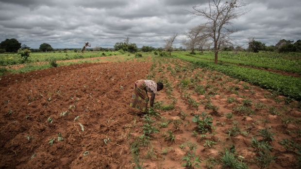 A farmer inspect crops damaged by drought in Zambia Photographer: Guillem Sartorio/AFP/Getty Images