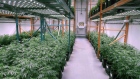 OrganiGram Moncton New Brunswick marijuana cannabis pot weed plants